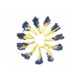 Pure Blue Pea Flower - TeaSwan